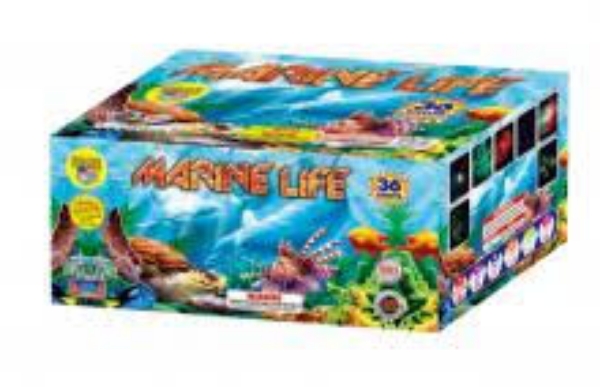 Picture of Marine Life